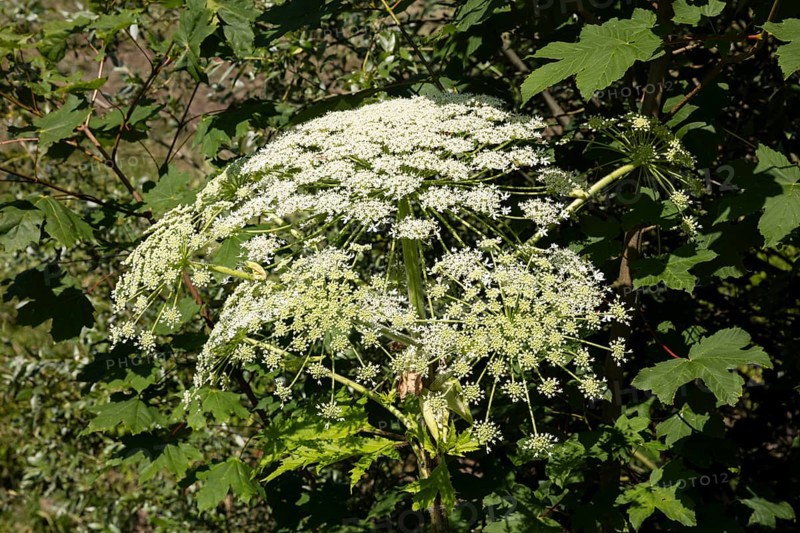 Giant hogweed or wild parsnip
