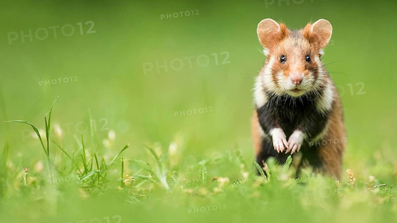 European hamster