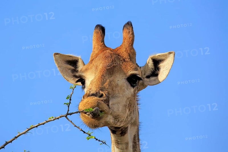 Cape Giraffe