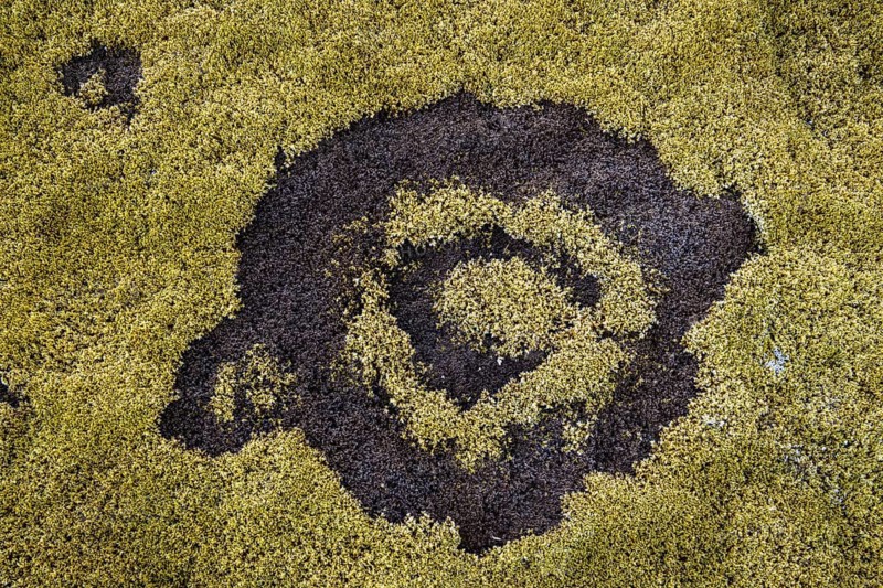 fairy ring in the moss