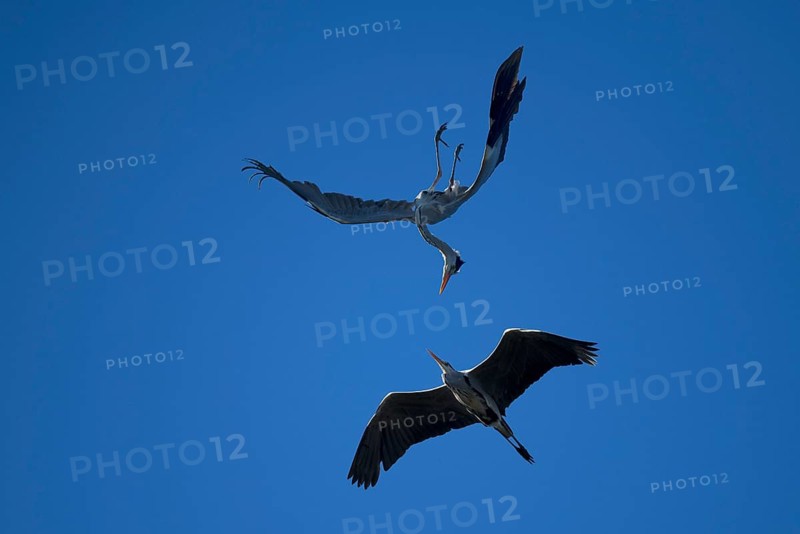 Grey heron