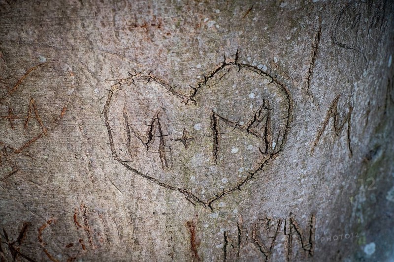 Heart carved into a tree with letters M and M