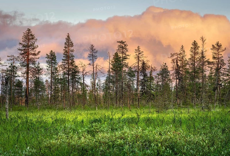 Pine forest with pink clouds in wetland