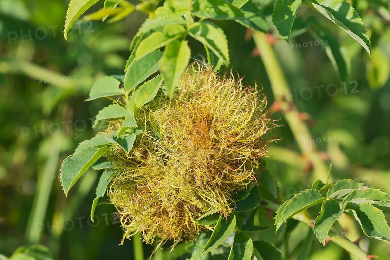 Rose bedeguar gall