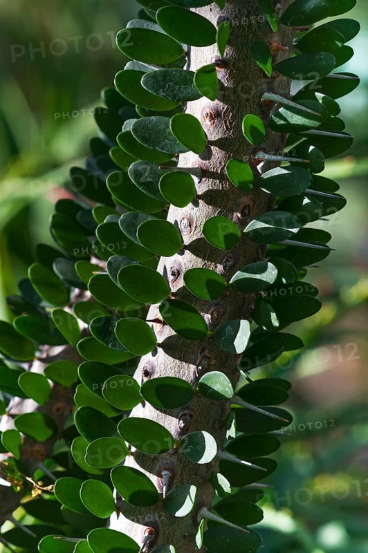 Detailed view of Madagascar ocotillo