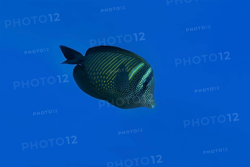 Red Sea Sailfin Tang