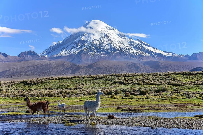 Llamas