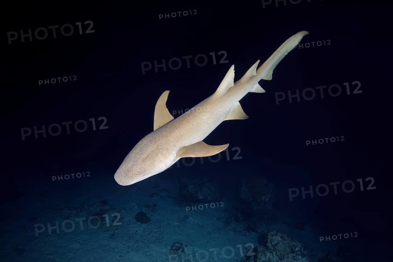 Tawny nurse shark