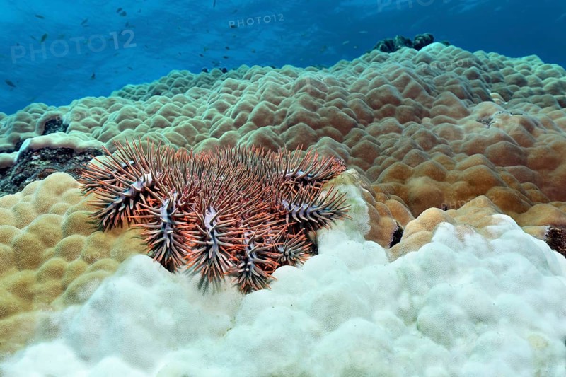 Crown-of-thorns starfish