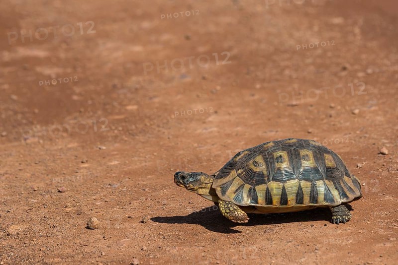 Angulate tortoise