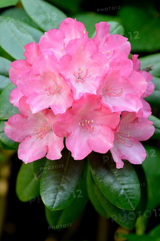 Rhododendron