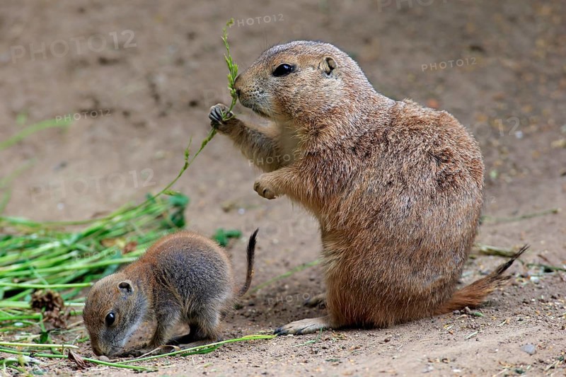 Black-tailed Prairie dogs