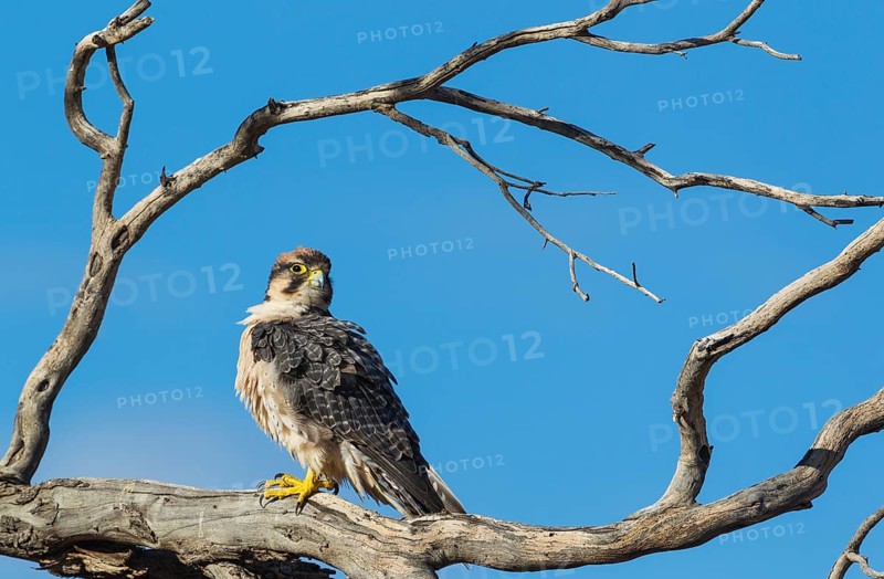 Lanner Falcon