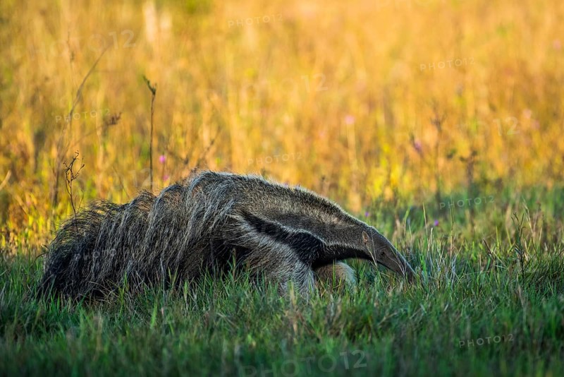 Giant anteater