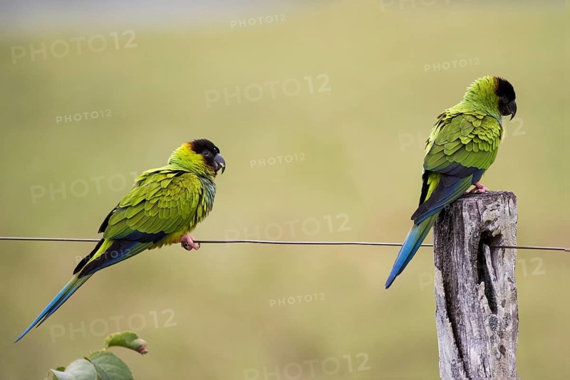 Nanday Parakeets