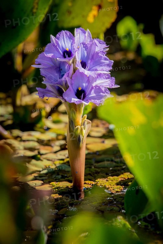 Flowering water hyacinth