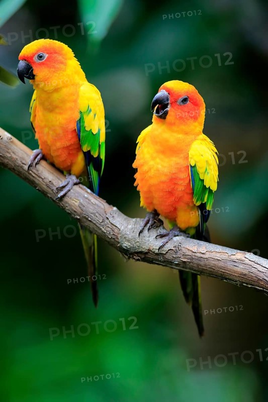 Sun conure