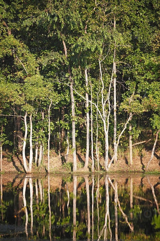 Trees reflected in Twenty Thousand Lake