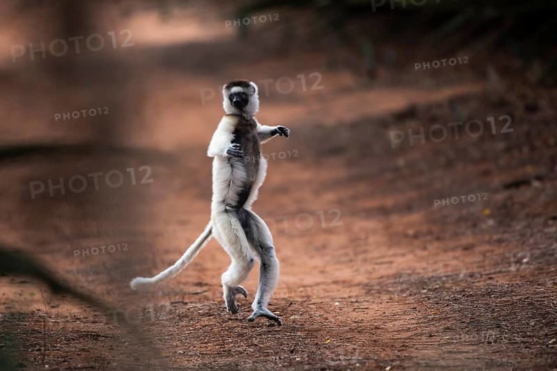 Dancing Verreaux's sifaka