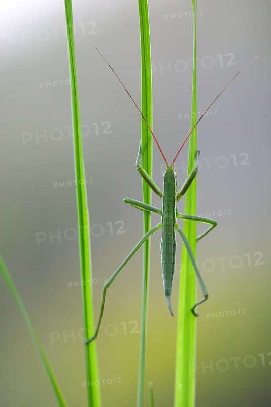 Saga pedo bush cricket