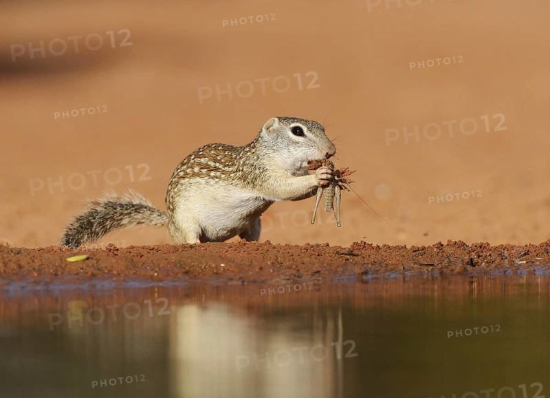 Mexican Ground Squirrel