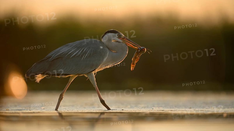 Grey Heron