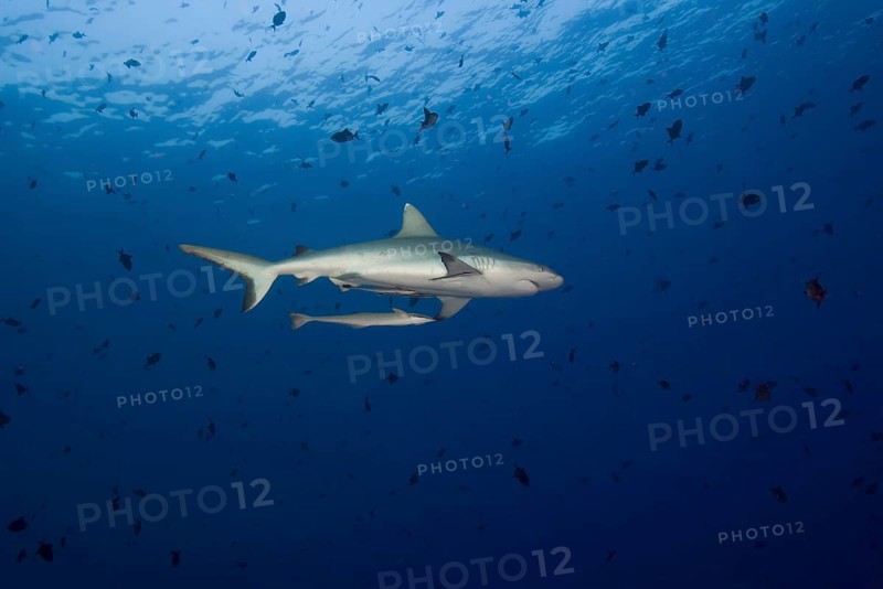 Grey reef shark