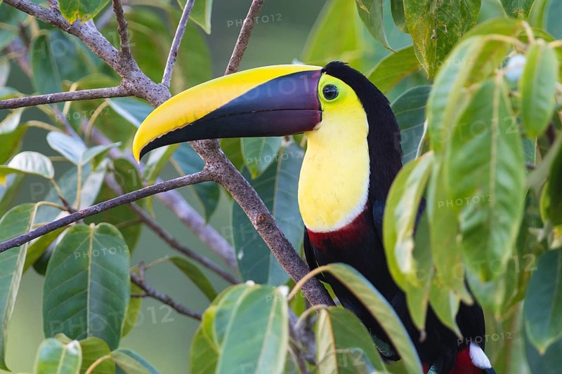 Yellow-throated toucan