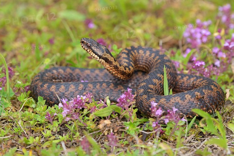 Common European viper