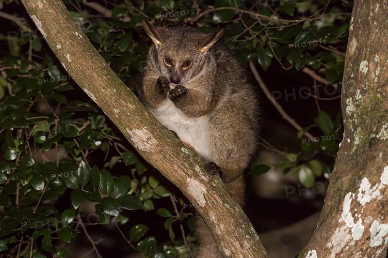 Brown greater galago