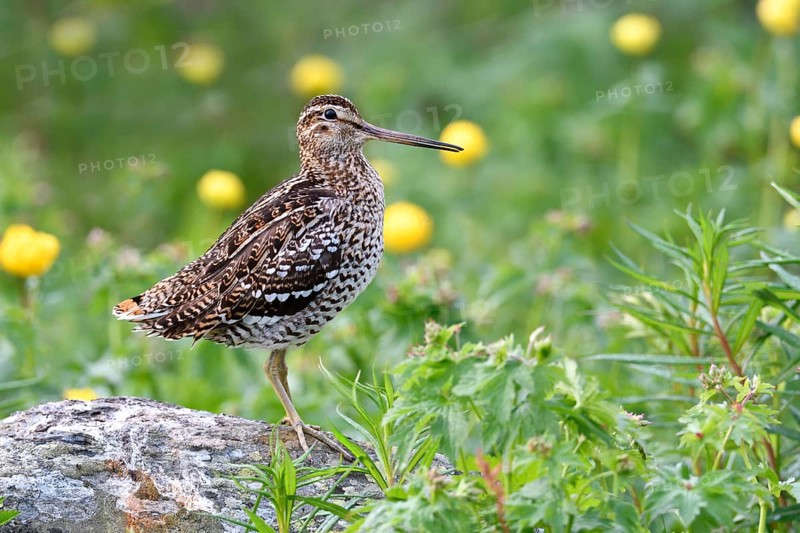 Great snipe
