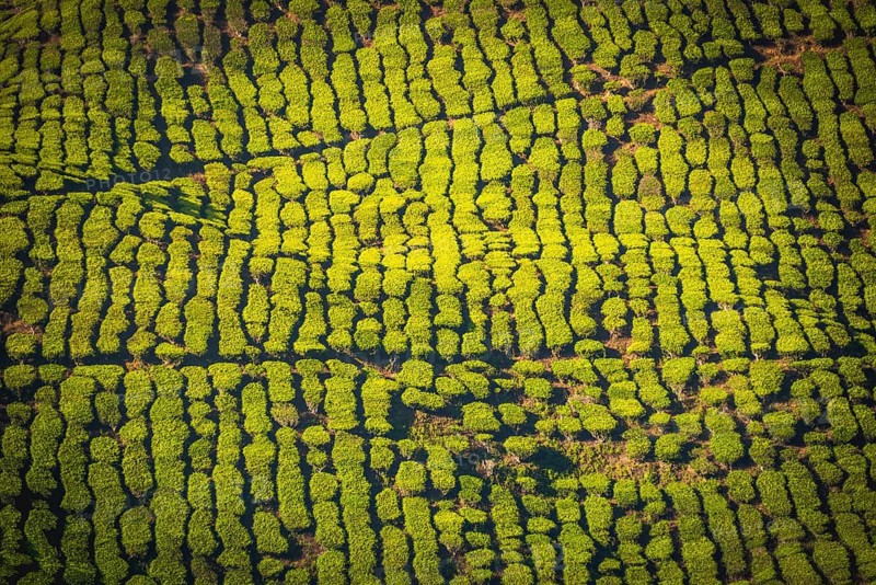 Tea plantations