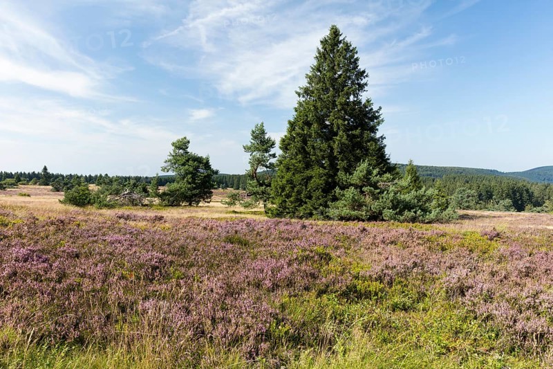 Flowering high heathland