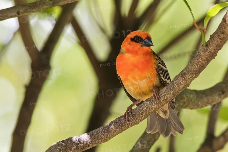 Red fody