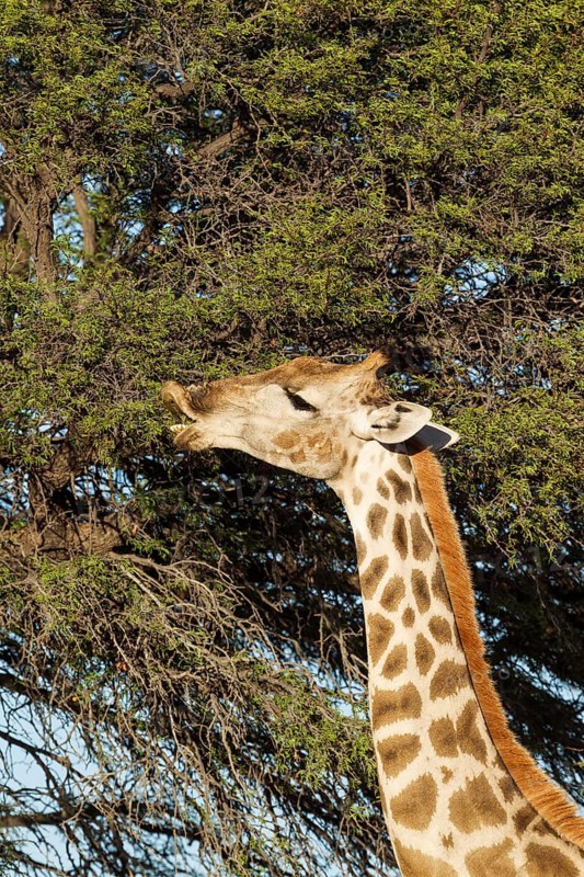 Southern Giraffe