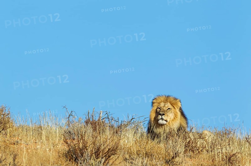 Black-maned Lion