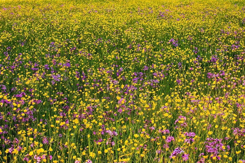 Sea of blossoms