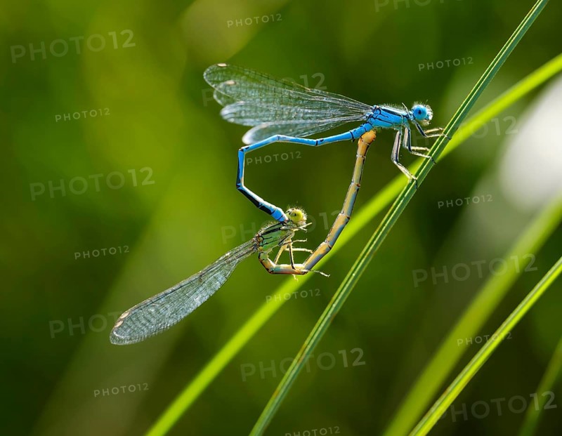 Goblet-marked damselfly