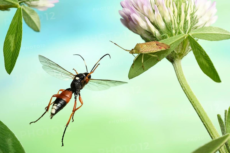 Ichneumon fly