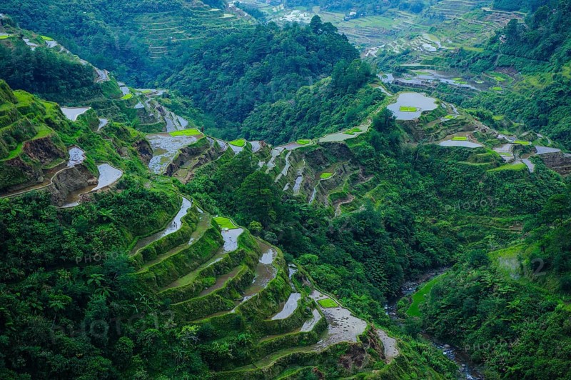 Rice terraces of Banaue