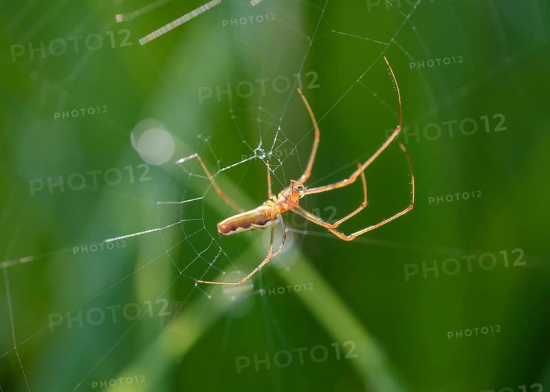 Stretcher spider