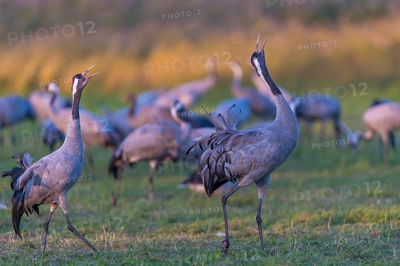 Common or European cranes