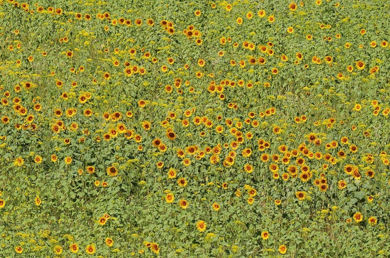 Sunflowers