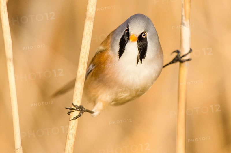 Bearded reedling