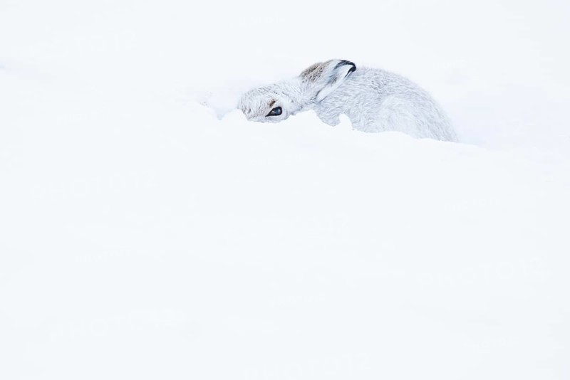 Mountain hare