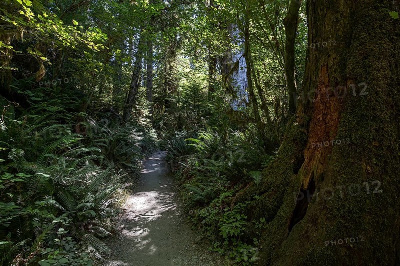 Trail in Hoh Rainforest