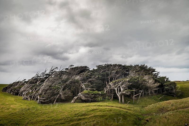 Trees shaped by the wind