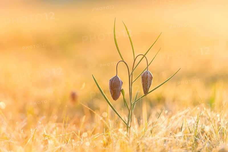 Snake's Head Fritillary