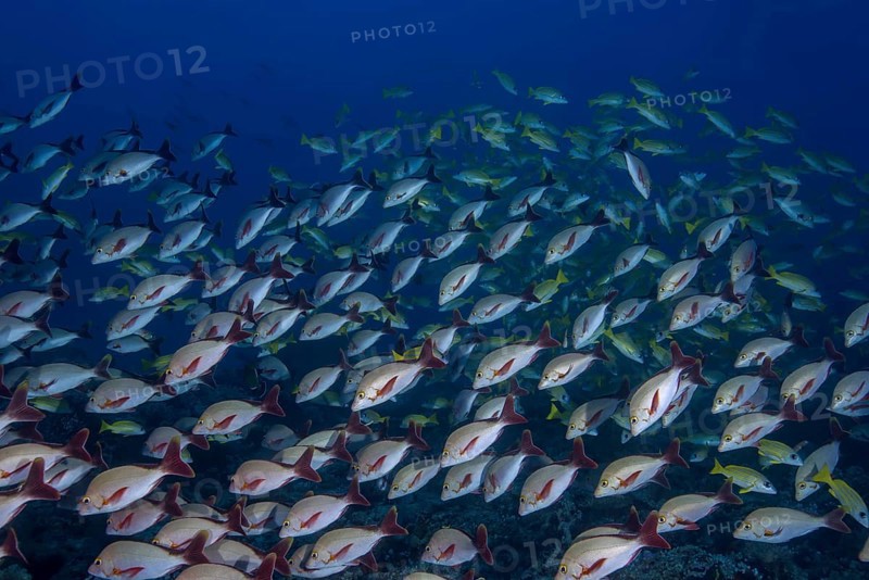 School of fish Humpback Red Snapper