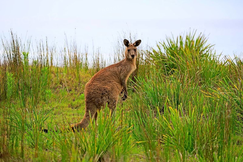 Eastern Gray Kangaroo